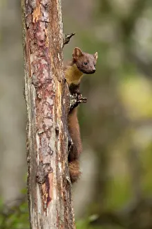 Romsdal: Pine Marten