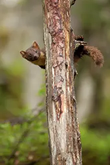 Romsdal: Pine Marten
