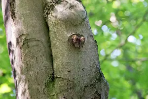 Utrechtse: Pine Marten