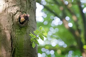 Utrechtse: Pine Marten