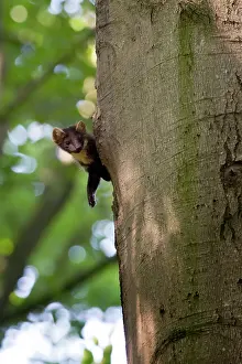 Backwards: Pine Marten