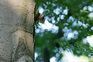 Chewing: Pine Marten