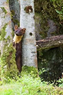 Martes: Pine Marten