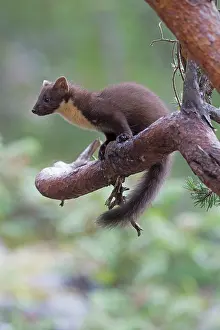 Martes: Pine Marten