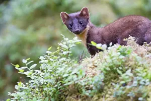 Martes: Pine Marten