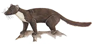 Forrest: Pine Marten