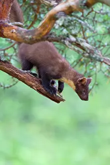 Martes: Pine Marten