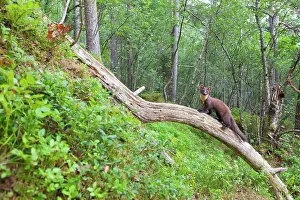 Martes: Pine Marten