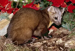 Mary Clay: Pine Marten
