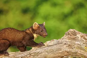 Pine: Pine marten