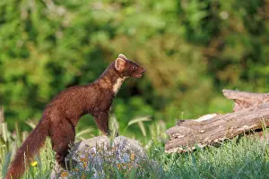 Pine: Pine marten