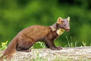 Pine: Pine marten