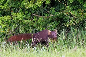 Pine: Pine marten