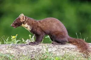 Pine: Pine marten