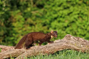 Pine: Pine marten