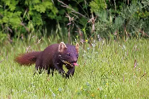 Pine: Pine marten