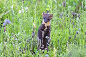Marten: Pine Marten
