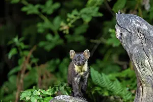 Martes: PINE MARTEN OR BAUM MARTEN