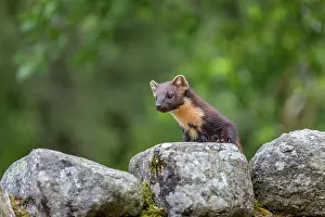 Climb: Pine Marten - Climbing on Wall - Scotland - UK