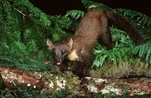 Geoff Trinder: PINE MARTEN - climbs over log