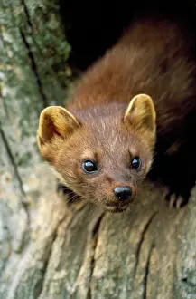 Martens: Pine MARTEN - close-up of head