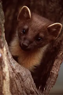 Marten: PINE MARTEN - close-up of head