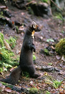 Martens: PINE MARTEN - ON HIND LEGS