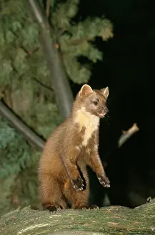 Martes: Pine MARTEN - on hind legs