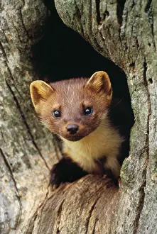 Martens: PINE MARTEN - in hole in tree