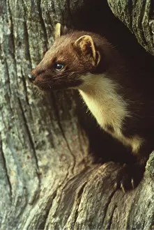 Marten: PINE MARTEN - in hole in tree