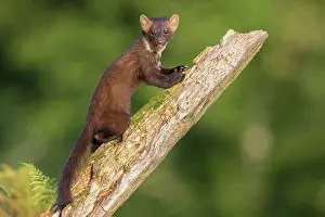 Frond: Pine Marten (Martes martes), adult climbing an old