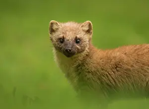 271221: Pine Marten (Martes martes) adult, close-up of head