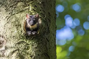 Utrechtse: Pine Marten (Martes martes) female adult, looki