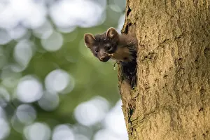 Utrechtse: Pine Marten (Martes martes) female adult, looki