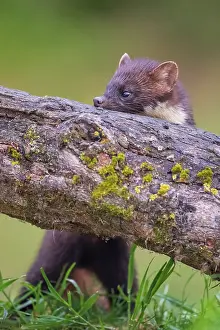 Martes: Pine marten (Martes martes) male, Navarra, Spain