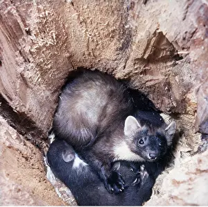 Ursula Curth: PINE MARTEN - nest with young