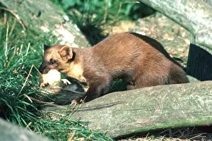 Marten: PINE MARTEN - with prey in mouth