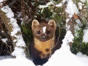 Martens: Pine Marten at snow