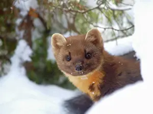 Martens: Pine Marten in snow