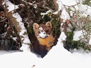 Martens: Pine Marten in snow