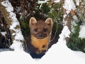 Martens: Pine Marten in snow