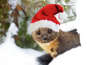 Martens: Pine Marten in snow