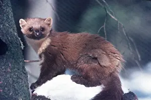 Ake Lindau: PINE MARTEN - in snow