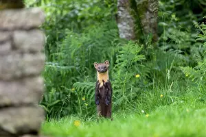 Creature: Pine Marten - Standing Up on Hind Legs - Scotland - UK