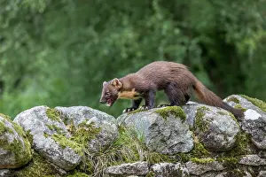 Teeth: Pine Marten - on Wall - Licking Lips - Scotland - UK