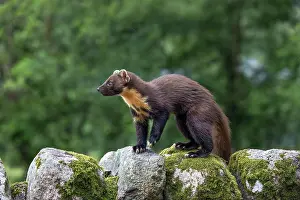 Creature: Pine Marten - on Wall - Scotland - UK