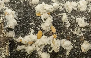 Naturalised: Pine mealy bug, Crisicoccus pini - introduced pest