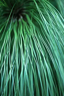 Montezuma: Pine