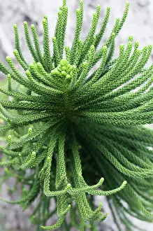 Araucaria: Pine, New caledonian pine