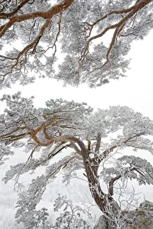 Needles: Pine (Pinus) in Winter